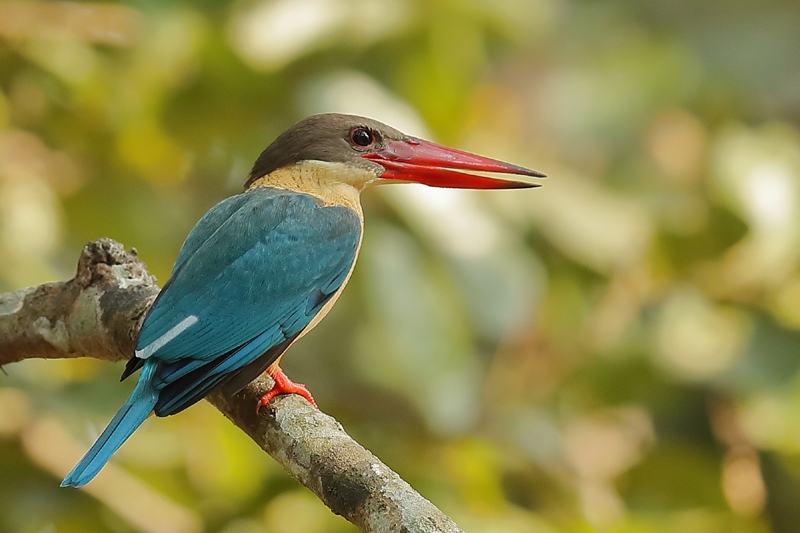 Bird Watching Tour In Chitwan