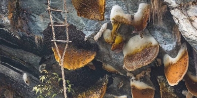 Honey Hunting In Ghanpokhara And Ghalegaun