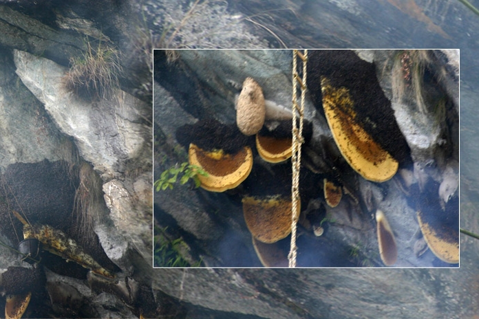 Honey Hunting In Gorkha (Nimrung Khola)